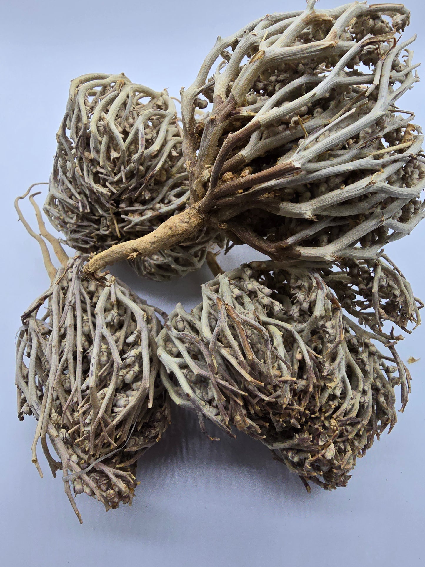 Chajarat Mariam, Rose of Jericho