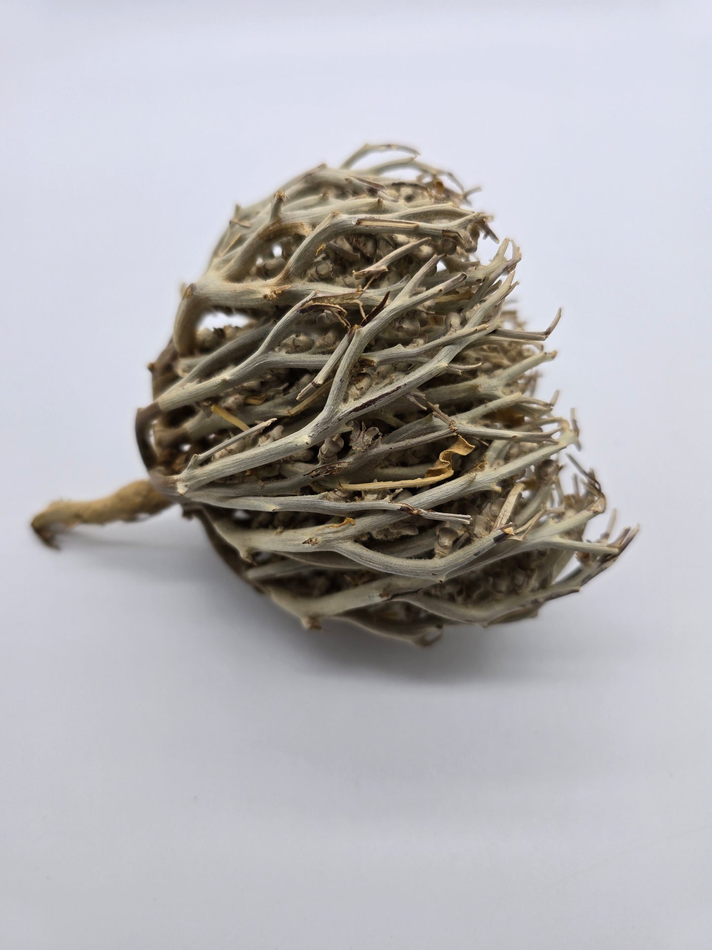 Chajarat Mariam, Rose of Jericho