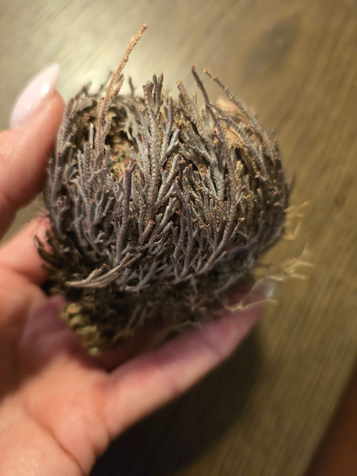Rose of Jericho, Tur & Pengar