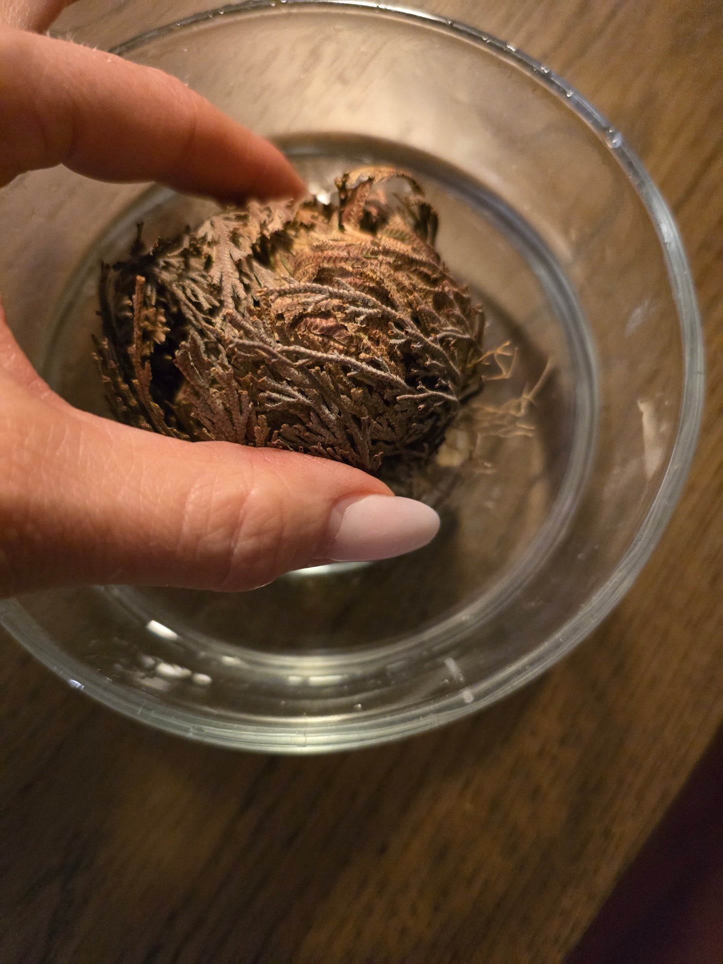 Rose of Jericho, Tur & Pengar