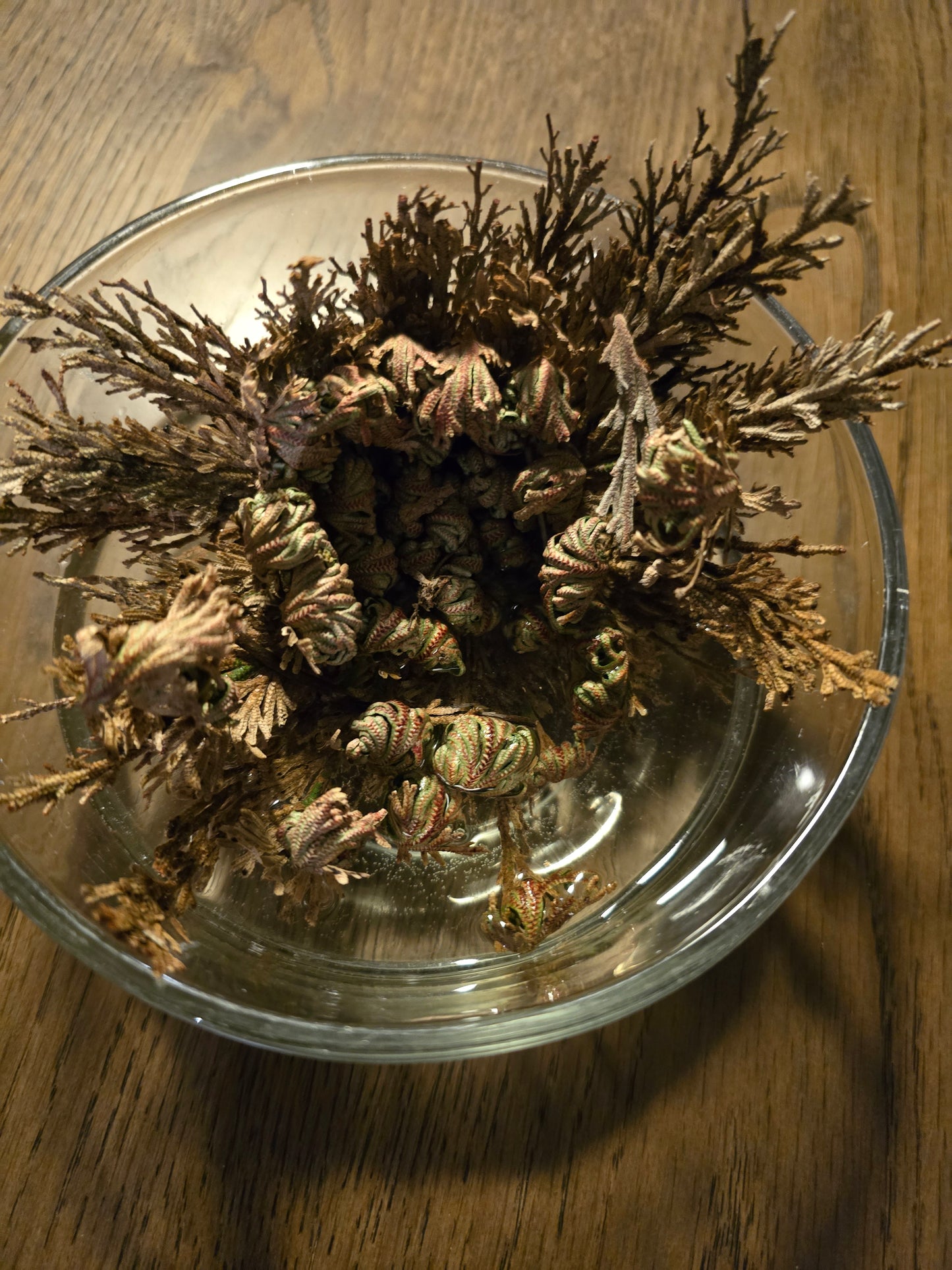 Rose of Jericho, Tur & Pengar